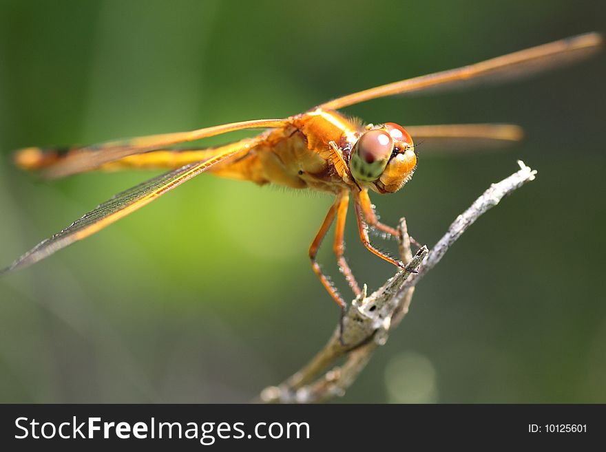 Orange Dragonfly close up with a green background