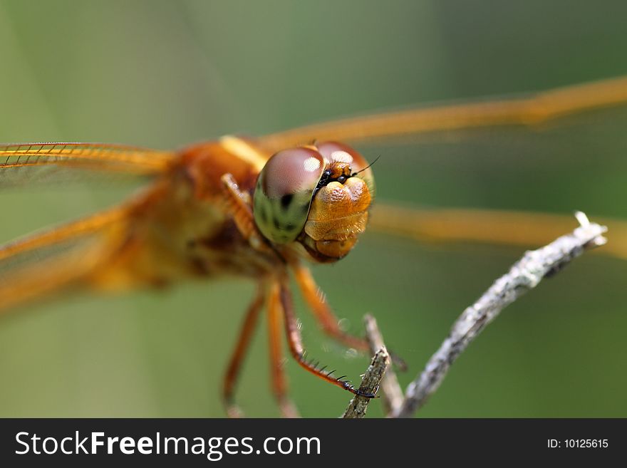 Orange Dragonfly close up with a green background
