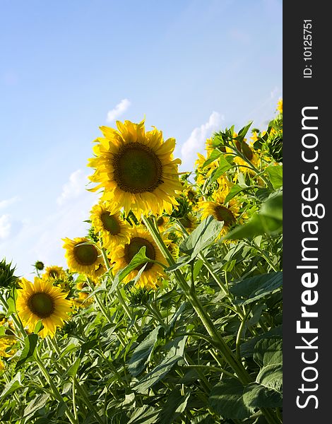 Sunflowers under the sunlight with blue sky