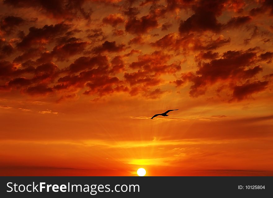 Beautiful sunset and flying bird