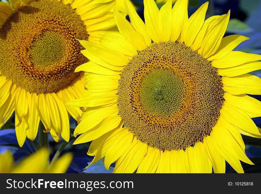 Detail of a sunflower, in field. Detail of a sunflower, in field.