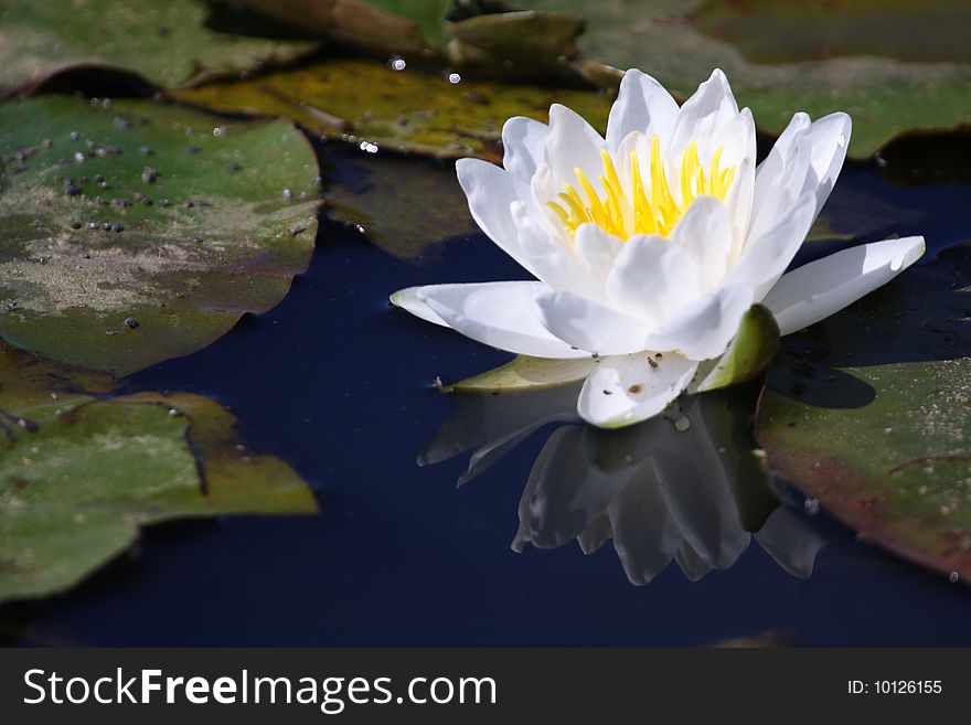 White water lily with reflection