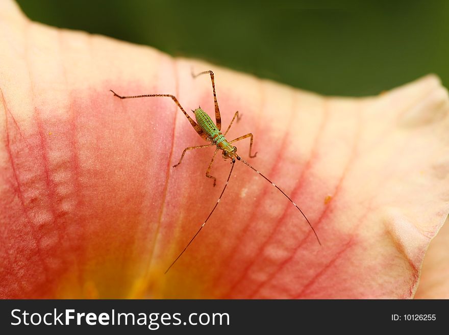 Macor picture of a small green bug on a colorful flower. Macor picture of a small green bug on a colorful flower