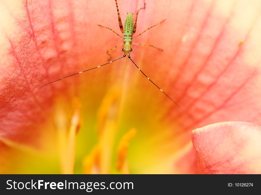 Macro picture of a green bug on a pink lily