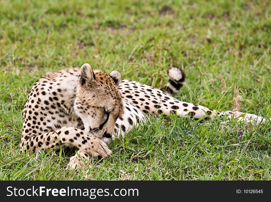 Cheetah cleaning itself in Singita Grumeti Reserves, Tanzania.