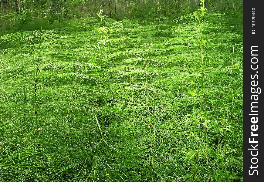 View of fern in a generic forest.