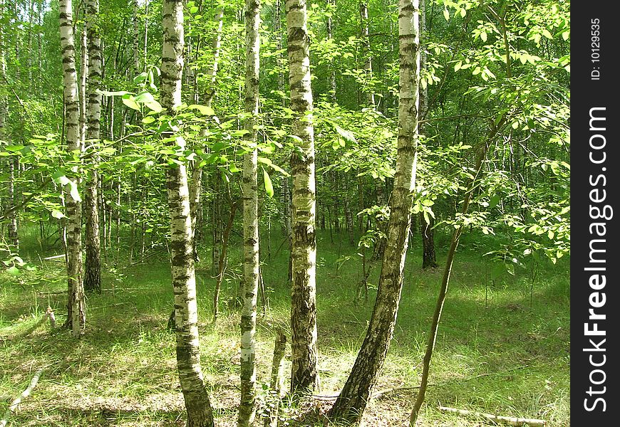 Birch glove in early spring.