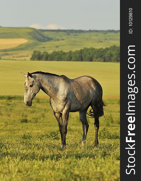 The white akhal-teke horse on the meadow. The white akhal-teke horse on the meadow