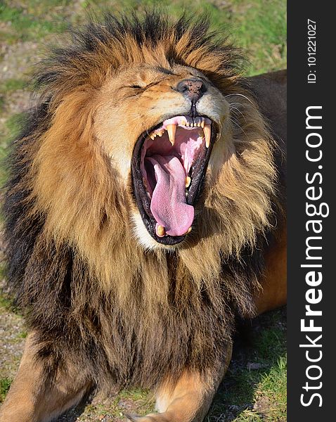 Wildlife, Lion, Facial Expression, Mammal