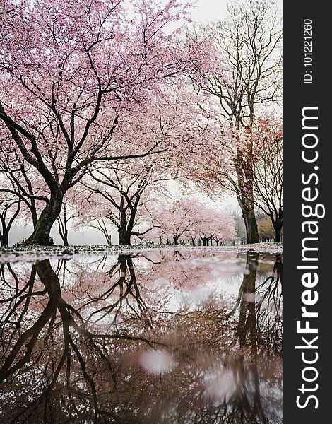 Tree, Reflection, Pink, Flower
