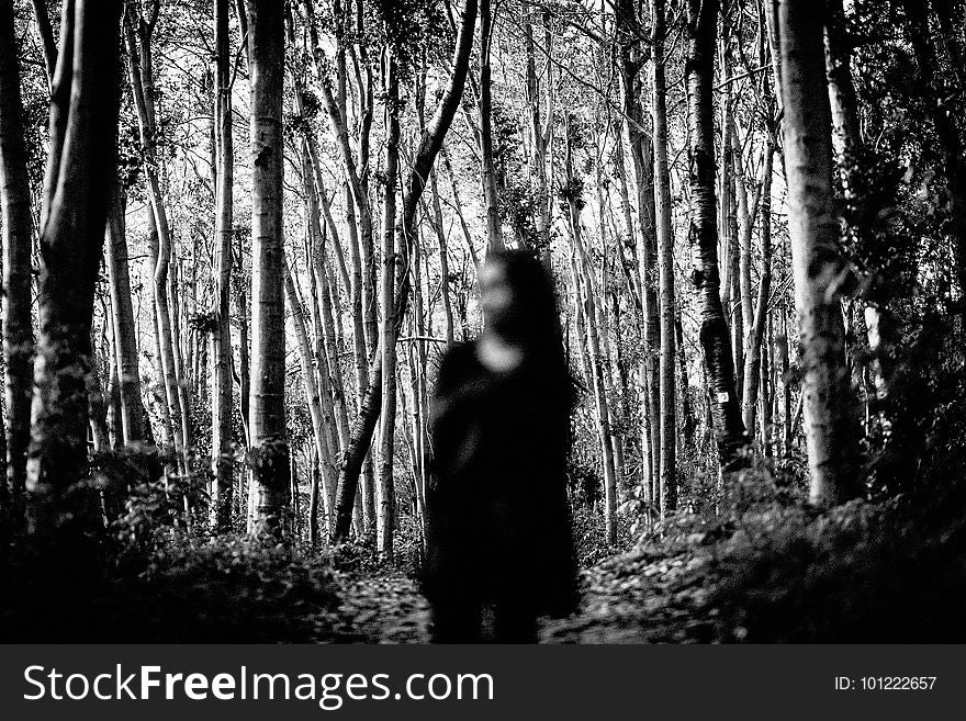 Tree, Black, Nature, Photograph