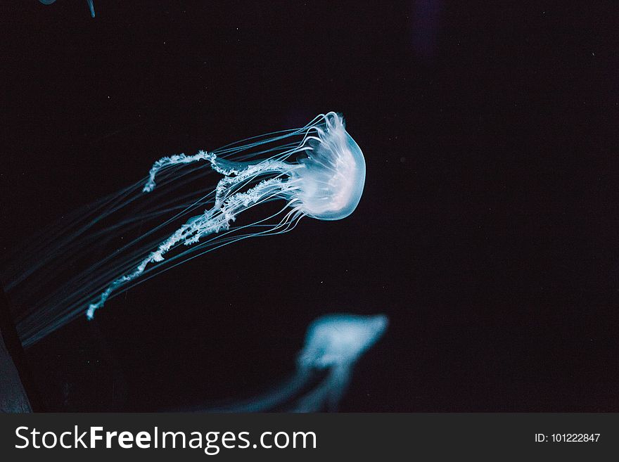 Jellyfish, Cnidaria, Water, Invertebrate