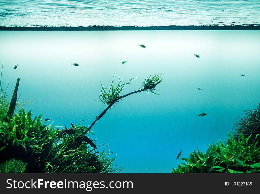 Water, Sea, Ecosystem, Vegetation