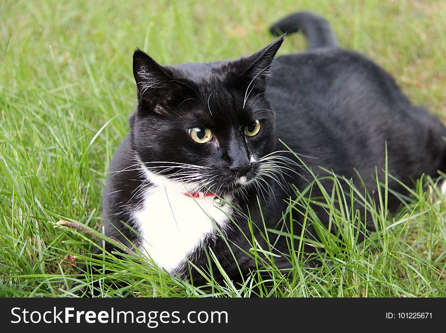 Cat, Black Cat, Whiskers, Fauna