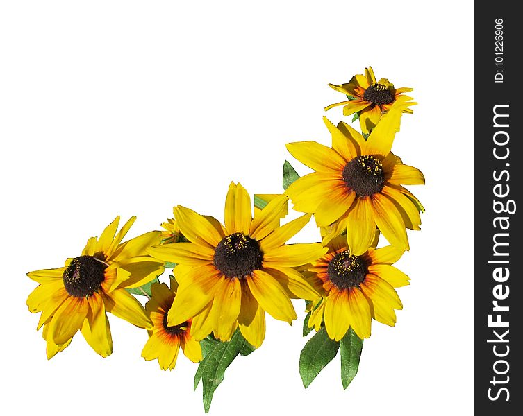 Flower, Sunflower, Yellow, Flowering Plant