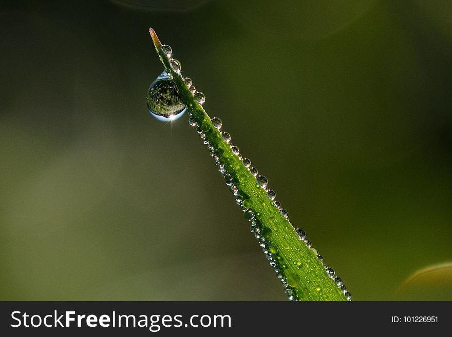 Water, Dew, Moisture, Macro Photography