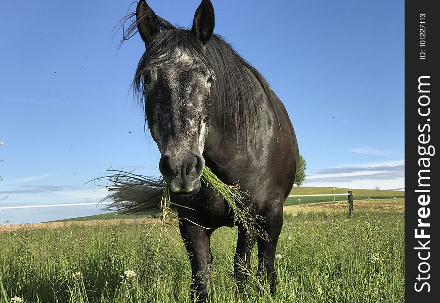 Horse, Ecosystem, Pasture, Grassland