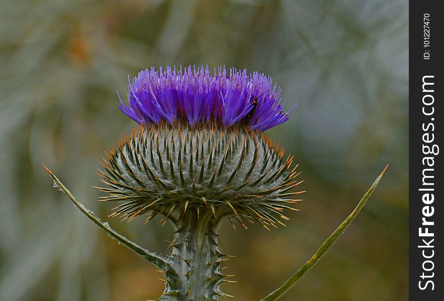 Thistle, Cynara, Artichoke Thistle, Silybum