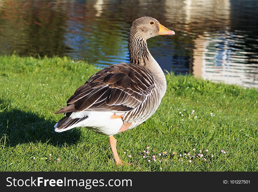 Bird, Water Bird, Fauna, Goose