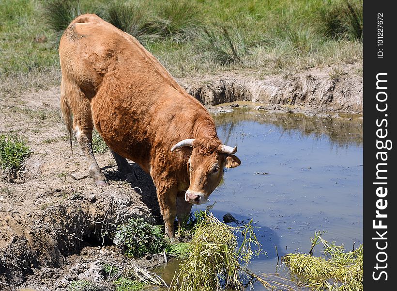 Cattle Like Mammal, Highland, Wildlife, Pasture