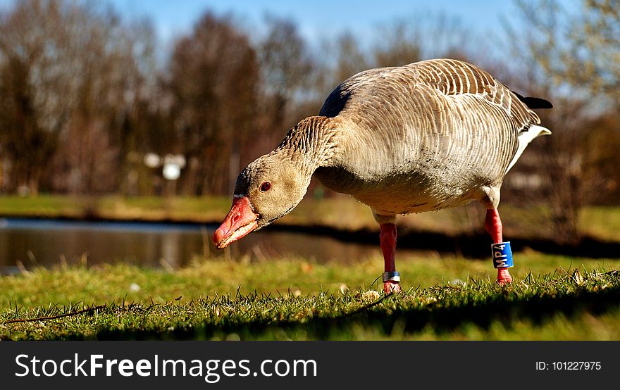 Bird, Water Bird, Beak, Ducks Geese And Swans