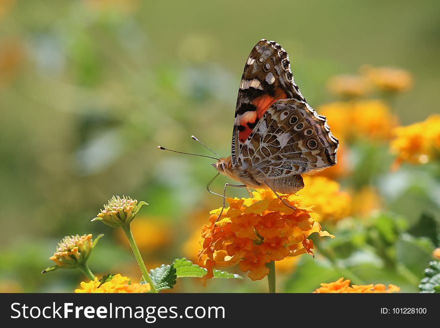 Butterfly, Moths And Butterflies, Insect, Nectar