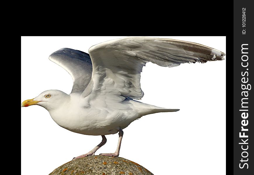 Bird, Gull, Beak, European Herring Gull