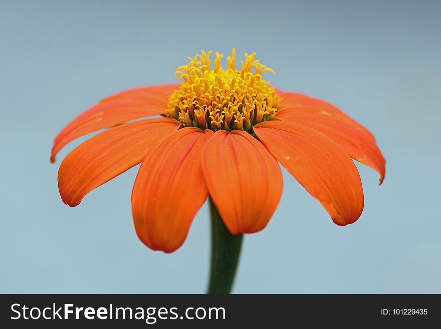 Flower, Orange, Petal, Flora