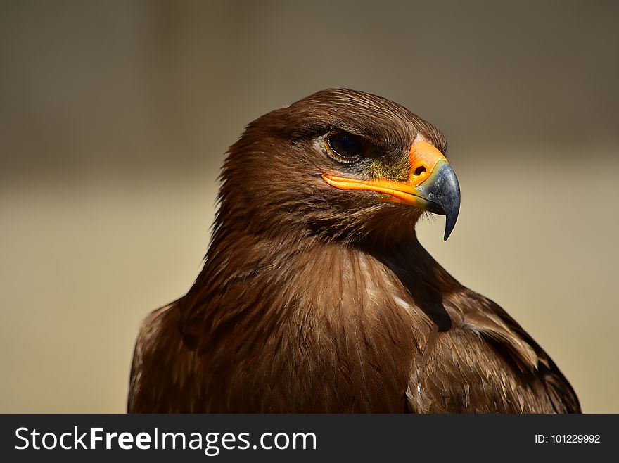 Beak, Bird, Bird Of Prey, Fauna
