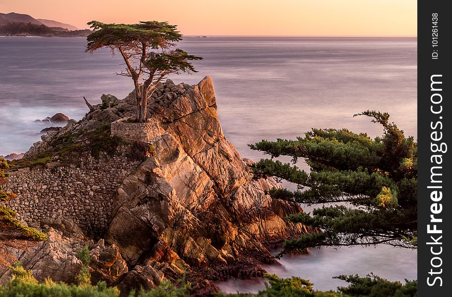 Nature, Tree, Coast, Vegetation