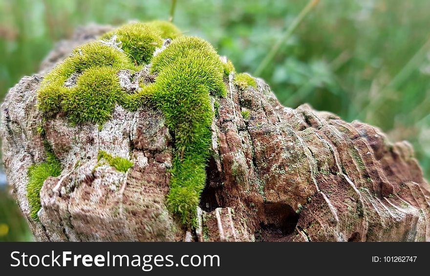 Plant, Vegetation, Non Vascular Land Plant, Moss