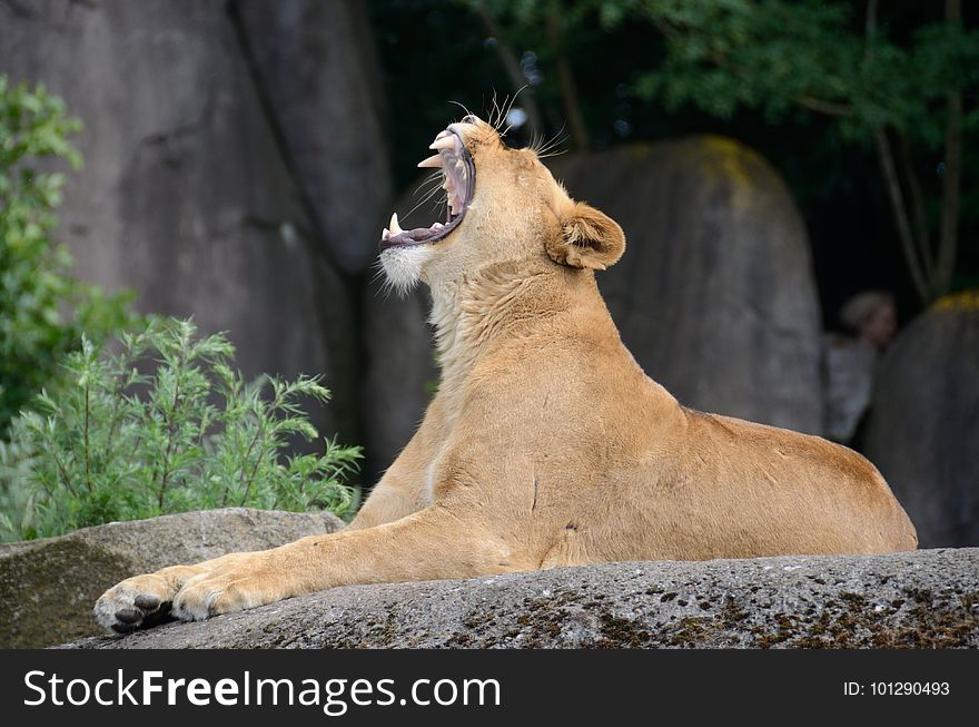 Wildlife, Lion, Facial Expression, Mammal