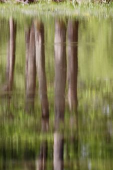 Tree Reflections. Stock Images Tree Reflections. Stock Images