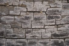 Texture Of Old Dry Tree 17 Stock Photography