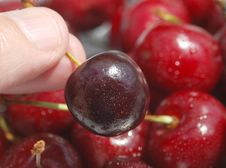 Ripe Cherry Royalty Free Stock Photo Ripe Cherry Royalty Free Stock Photo
