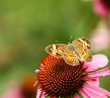 Butterfly On Pink Flower Royalty Free Stock Photo Butterfly On Pink Flower Royalty Free Stock Photo