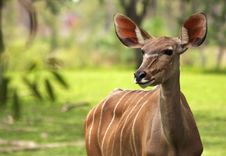 Greater Kudu Stock Photography Greater Kudu Stock Photography
