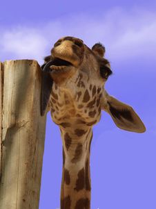 Licking Giraffe Royalty Free Stock Photos