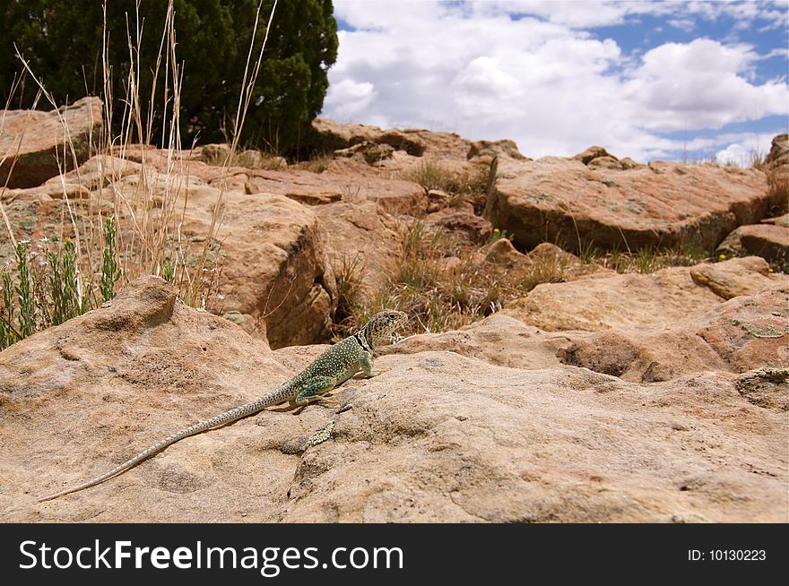 Lizard sitting on Rock In New Mexico. Lizard sitting on Rock In New Mexico