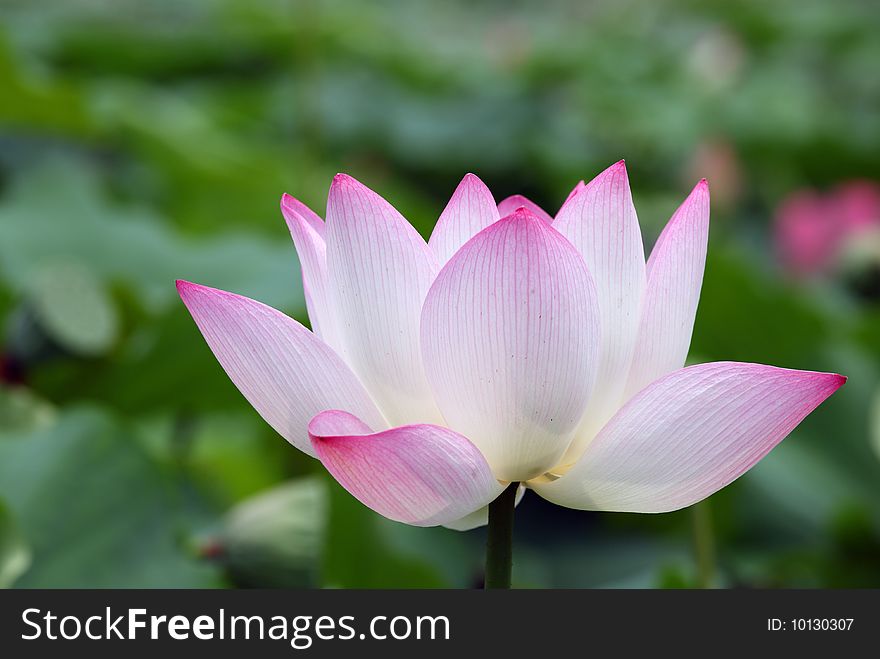 Close up of a fresh lotus