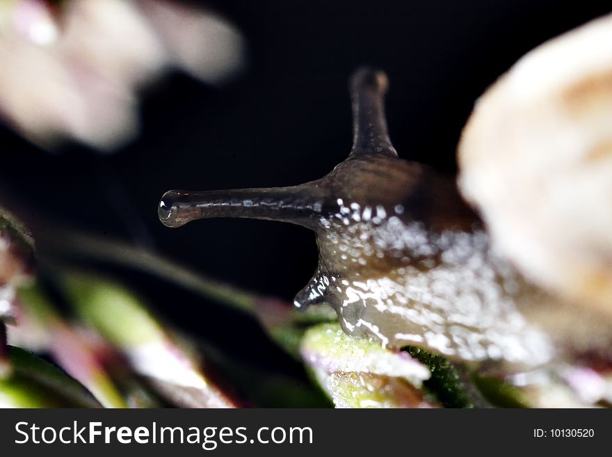 Little snail spreading on the blade of grass. Macro. Narrow depth of field. Little snail spreading on the blade of grass. Macro. Narrow depth of field.