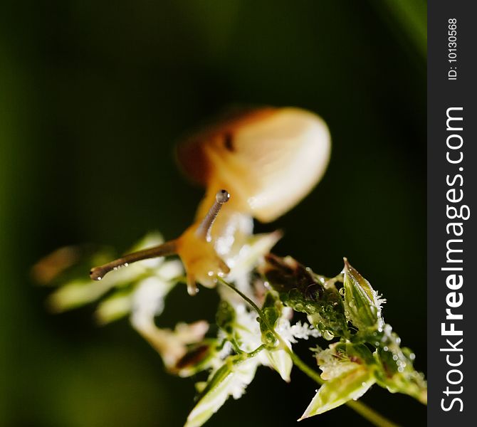 Little snail spreading on the blade of grass. Macro. Narrow depth of field. Little snail spreading on the blade of grass. Macro. Narrow depth of field.