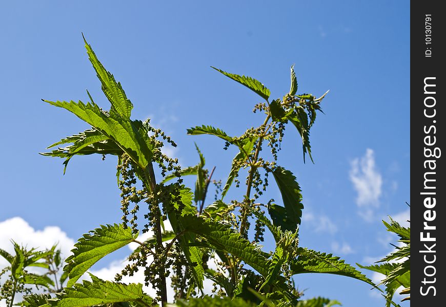 Inflorescence dioecious nettle on background of blue sky with white clouds