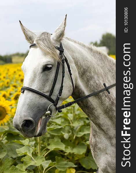 White sad horse in sunflower field