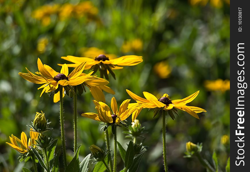 Yellow chamomile and buds on flowerbed