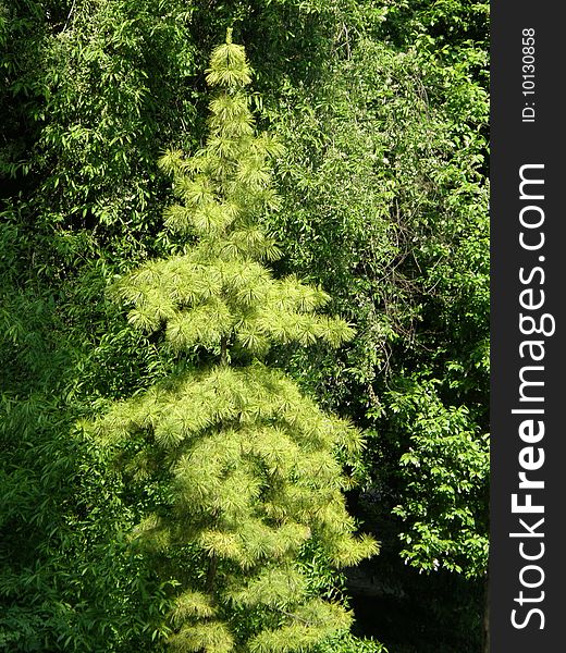 Homogeneous structure or background. Coniferous trees. texture