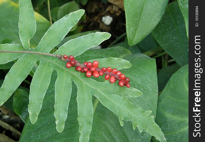 Red berries on green leaves