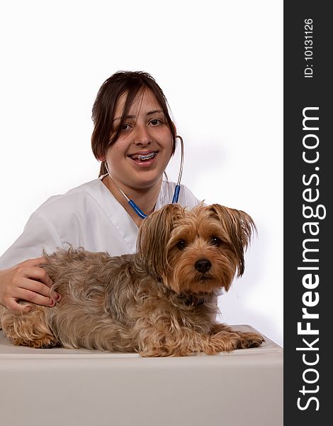 Young Hispanic girl in braces examing a Yorkshire Terrier Dog over white smiling. Young Hispanic girl in braces examing a Yorkshire Terrier Dog over white smiling