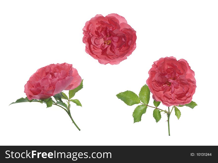 Pink roses, isolated on white