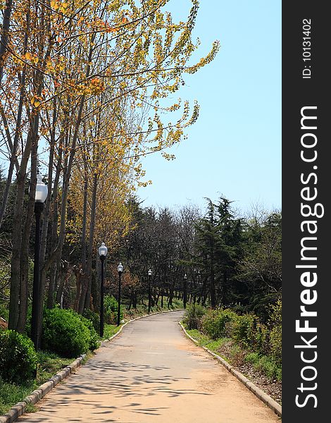 Tree alley in Park of Qingdao(Tsingtao), China. Tree alley in Park of Qingdao(Tsingtao), China